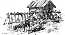 Parcage des moutons selon Theuriet